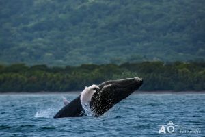 Ballena Jorobada